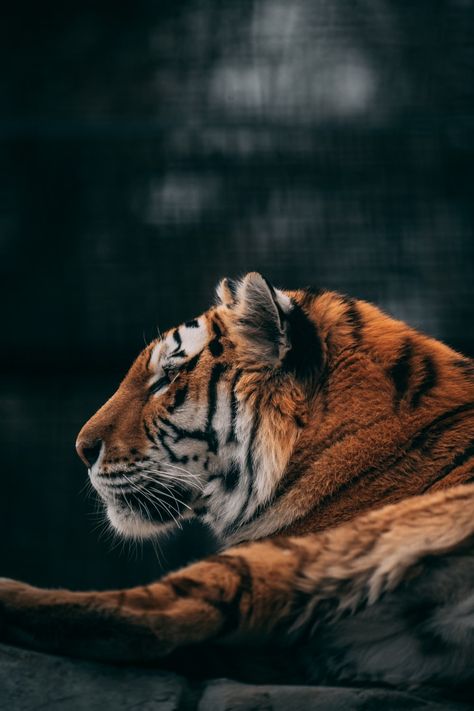 Amanpreet Deol (@amanpreetdeol1) | Unsplash Photo Community Tiger Wallpaper Iphone, Tigre Y Dragon, Tiger Spirit Animal, Lion Photography, Tiger Wallpaper, Wild Animals Pictures, Cat Artwork, Super Cute Animals, Cat Aesthetic