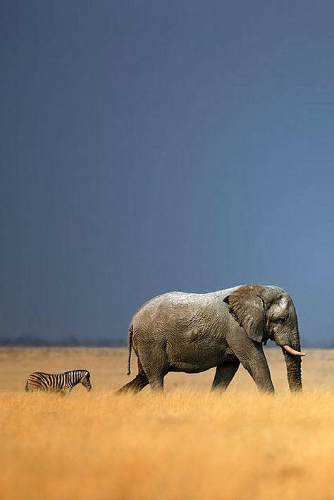 Animals In The Wild Photography, Animals In Nature Photography, Wild Life Animals, Animals In Nature, National Geographic Wild, National Geographic Animals, Animals In The Wild, National Geographic Photography, Animal Photography Wildlife