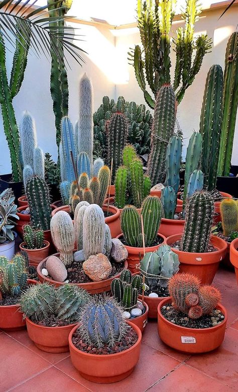 Succulent Plants Indoor, Repot Succulents, Indoor Succulent Garden, Cactus Garden Landscaping, Succulent Planting, Succulent Garden Landscape, Cactus House Plants, Garden Succulents, Plant Succulents