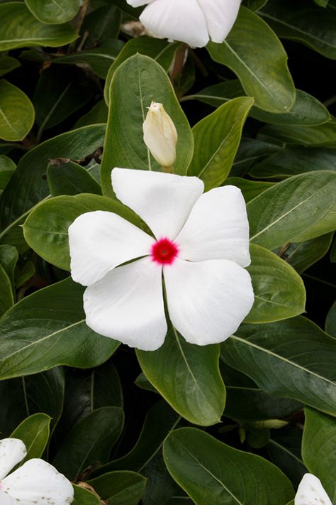 Click to view a full-size photo of Cora Cascade Polka Dot Vinca (Catharanthus roseus 'Cora Cascade Polka Dot') at Woldhuis Farms Sunrise Greenhouses Vinca Flowers, Vinca Vine, Catharanthus Roseus, Fall Mums, Perennial Grasses, Sun Perennials, Shade Perennials, Fast Growing Plants, Holiday Market