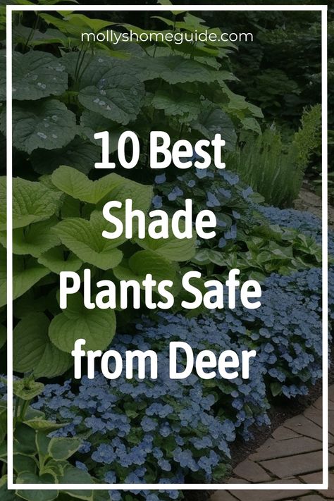 Discover a variety of beautiful deer resistant shade plants to enhance your garden. Create a stunning deer resistant landscape with top shade plants that deer won't eat. Explore colorful deer-resistant perennials and shrubs to add vibrancy to your outdoor space. Plan your deer resistant garden bed effortlessly with our selection of the best shades plants. Incorporate these Deer-resistant annuals into your garden for long-lasting beauty. Deer Resistant Landscaping Shade, Shade Corner Garden, Shade Deer Resistant Plants Perennials, Deer Resistant Perennial Garden Plan, Plants Deer Will Not Eat, Deer Resistant Landscaping Shrubs, Deer Resistant Shade Garden, Deer Resistant Garden Plans, Tall Shade Plants