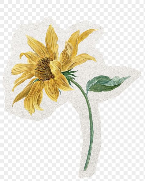 Collage Cutouts, Sunflower Vintage, Vintage Sunflower, Sticker Journal, Botanical Vintage, Journal Collage, Scrapbook Flowers, Vintage Png, Png Aesthetic