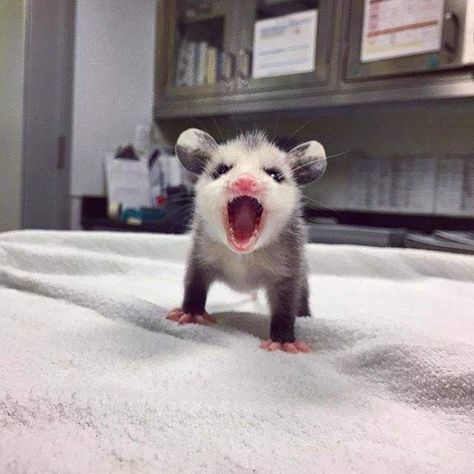 Silly Opossum, Baby Opossum, Baby Possum, Awesome Possum, Cute Reptiles, Cute Rats, Silly Cats Pictures, Pretty Animals, Silly Animals