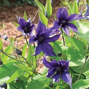 Clematis Plant, Blue Clematis, Climber Plants, Flower Garden Plans, Purple Clematis, Clematis Plants, Clematis Vine, Garden Vines, Purple Garden