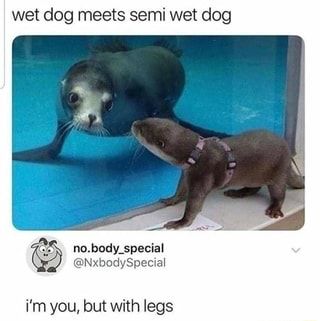 Wet dog meets semi wet dog i'm you, but with legs – popular memes on the site ifunny.co Dog Meet, Funny Animal Jokes, Silly Animals, Memes Humor, Cute Wild Animals, Funny Animal Memes, Cute Animal Photos, Cute Memes, Animal Jokes