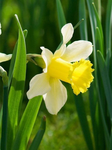 Pictures Of Daffodils, Achillea Filipendulina, Phlox Paniculata, Tulip Painting, Daffodil Bulbs, House Tips, Blooming Garden, Flower Bulbs, Daffodil Flower