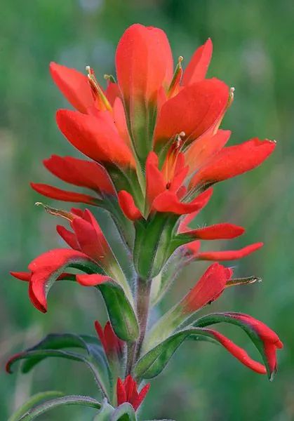 Indian Paintbrush Flower: Meaning, Symbolism, and Colors | Pansy Maiden Indian Paintbrush Flowers, Pineapple Sage, Indian Paintbrush, Indian Flowers, Hummingbird Garden, Flower Meanings, Exotic Flowers, Flowers Nature, Native Plants