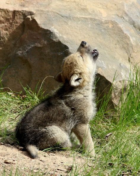 "Wolf Cub in Conversation" by Robert Thommes: Wolf cubs were hanging out near a den, as this one decided to try and strike up a conversion with it's siblings. Turned out it was the only one interested in "talking" at that moment. Wolf Cubs, Baby Wolves, Baby Wolf, Wolf Pup, Wolf Photos, Wolf Spirit Animal, Wolf Love, Wolf Pictures, Beautiful Wolves