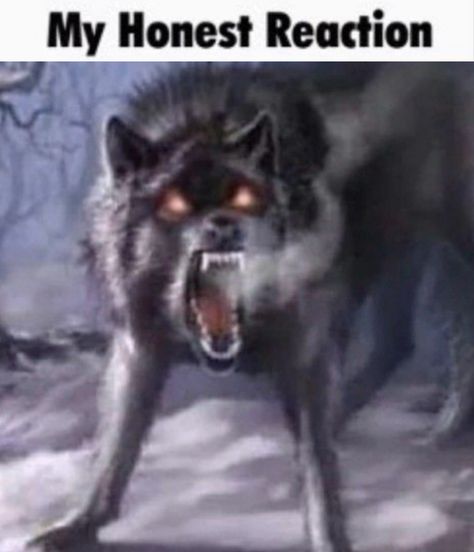 Humour, Wolf Meme, Alpha Werewolf, Wolf Images, Alpha Wolf, Wolf Pictures, Silly Images, A Wolf, Alpha Male