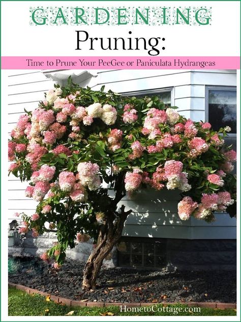 Tips to Prune a Peegee Hydrangea Hydrangea Flower Bed, Pee Gee Hydrangea, Garden 101, Pruning Hydrangeas, Hydrangea Tree, Panicle Hydrangea, Hydrangea Care, Hydrangea Garden, Hydrangea Paniculata