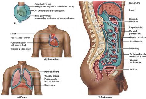 Serous Membranes in the Thoracic and Abdominopelvic Body Cavities Body Cavities, Serous Membrane, Study Flashcards, Large Intestine, Anatomy And Physiology, Cavities, A P, Anatomy, How To Memorize Things