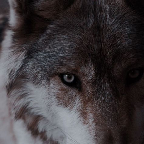 Werewolf Aesthetic, Wolf Photography, She Wolf, Wolf Girl, Klaus Mikaelson, Grey Wolf, Photo Vintage, Crescent City, Fantasy Romance