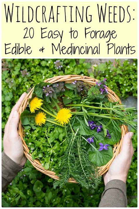 Learn how to identify and use common wild edible weeds that might be growing in your backyard with this eBook: Wildcrafting Weeds: 20 Easy to Forage Edible and Medicinal Weeds. #wildcrafting #weeds Medicinal Weeds, Edible Weeds, Wild Foraging, Wild Food Foraging, Food Foraging, Foraging Recipes, Edible Wild Plants, Magia Das Ervas, Healing Plants