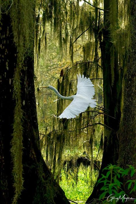 Great Egret Flying Behind The Trees, Lake Martin, Louisiana 08/2022. Photo: Gary Meyers. Egret Flying, Hummingbirds Photography, Florida Mansion, Louisiana Swamp, Louisiana History, Great Egret, New Orleans Art, Prehistoric Art, Animals Of The World