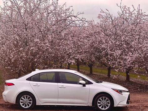 2022 Toyota Corolla LE in front of Almond Blossoms in Fresno, CA on 27 Feb 2023. Becca Core, 2022 Toyota Corolla, Almond Blossoms, Sick Cars, Corolla Le, Toyota Corolla Le, White Car, Toyota Corolla, Nissan