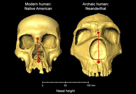 Cold Climate Adaptation: Neanderthal Genetics Shape Our Facial Features Native American Ancestry, Climate Adaptation, African Ancestry, Great Pyramid Of Giza, Early Humans, Nose Shapes, University College London, Natural Selection, Lip Shapes