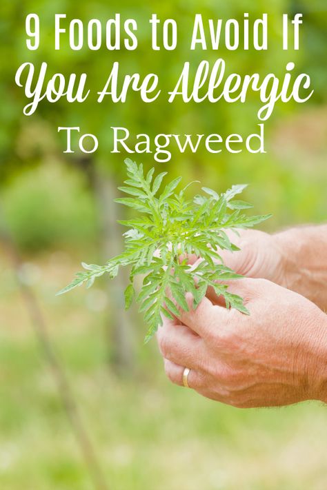 Oral Allergy Syndrome Chart, Oral Allergy Syndrome Recipes, Ragweed Allergy Remedies, Dairy Allergy Symptoms, Cinnamon Allergy, Ragweed Allergy, Allergies Funny, Grass Allergy, Histamine Foods