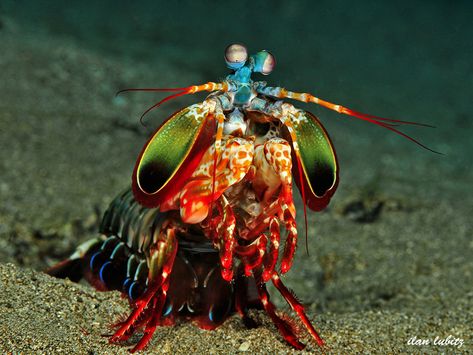 Odontodactylus scyllarus)   Peacock mantis shrimp Peacock Mantis Shrimp, Mantis Shrimp, Aquatic Creatures, Life Under The Sea, Salt Water Fish, Coban, Sea Dragon, Underwater Creatures, Crustaceans