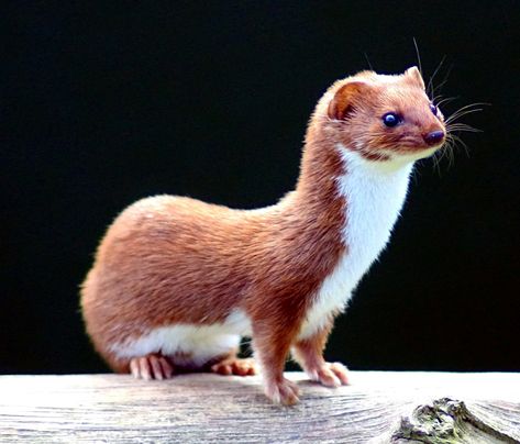 Info LINK > Weasel - Wikipedia, the free encyclopedia. (These can be seen at Gors Maen Llwyd in North Wales.) jp Pine Marten, Animal Adaptations, British Wildlife, Border Terrier, Rodents, Animal Photo, Ferret, 귀여운 동물, Otters