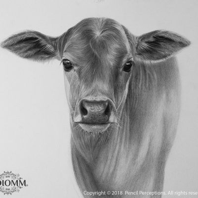 Cow Drawing Realistic, Cow Calf Drawing, Cow Pencil Sketch, Cow Sketch Drawings, Calf Sketch, Calf Drawing, Pencil Sketches Of Animals, Cow Drawings, Cow With Calf