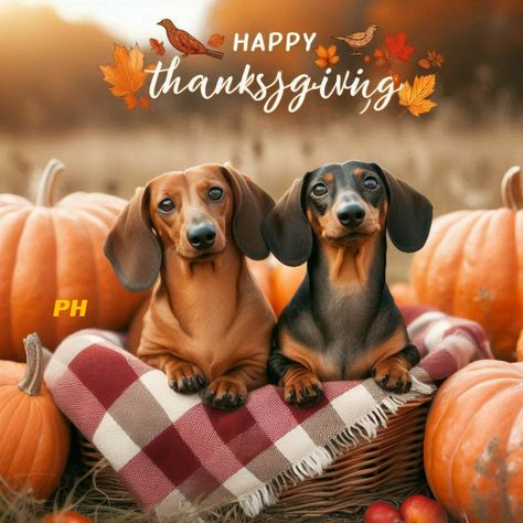 Dog Thanksgiving Pictures, Thanksgiving Funnies, Holiday Memes, Thanksgiving Snoopy, Happy Thanksgiving Pictures, Happy Thanksgiving Images, Dog Background, Funny Day Quotes, Dog Thanksgiving