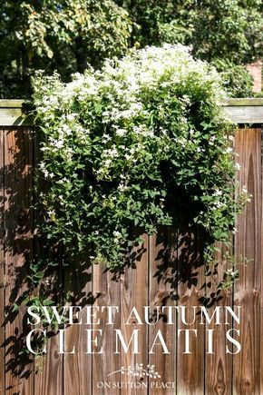 Sweet Autumn Clematis | A Fall Blooming Beauty. Tips for growing, supporting, and pruning sweet autumn clematis. Blooming Sweet Autumn Clematis on a fence. Clematis On Fence, Norwegian Garden, Garden Supports, Gardening Shed, Clematis Care, Clematis Trellis, Residential Garden, Climbing Clematis, Fall Landscaping