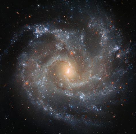 Hubble Space Telescope Images, Nasa Hubble, Galaxy Images, Nasa Images, Hubble Images, Hubble Telescope, Whirlpool Galaxy, Orion Nebula, Spiral Galaxy