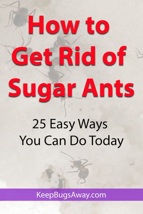 Best Way To Get Rid Of Ants, How To Get Rid Of Tiny Ants, Get Rid Of Sugar Ants In Home, How To Kill Ants In The House, Homemade Ant Killer For Inside, How To Kill Ants, Sugar Ants How To Get Rid Of, How To Get Rid Of Ants, Ant Poison