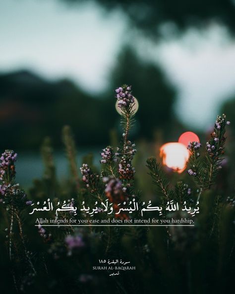 Healing Pictures, Aesthetic Gardening, Poppy Images, Lock Screen Backgrounds, Wild Poppies, Paper Plants, Forest Photos, Ayat Al-quran, Close Up Photography