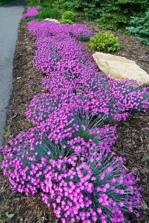 All About Growing & Caring For Dianthus Dianthus Care, Dianthus Perennial, Dianthus Flowers, Food Forest, House Landscape, Ground Cover, Outdoor Plants, Garden Inspiration, Garden Landscaping