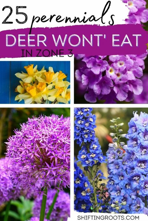 Plants For Zone 9b, Zone 5b Landscaping, Zone 3 Perennials, Deer Repellant Plants, Zone 4 Perennials, Zone 3 Gardening, Deer Resistant Landscaping, Deer Resistant Shrubs, Acreage Landscaping