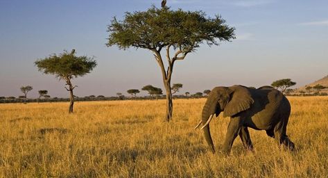 What Is the Food Chain in the Savanna? | Reference.com Savanna Biome, African Forest Elephant, Elephants Photos, Acacia Tree, National Geographic Kids, Safari Adventure, Biome, Photos Hd, African Elephant