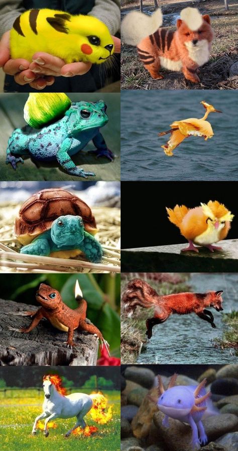 Real pokemon? Pokemon In Real Life, Pokemon Realistic, Real Pokemon, Pokemon Photo, Pokemon Memes, Collectible Trading Cards, Pokemon Funny, Pokemon Fusion, All Pokemon