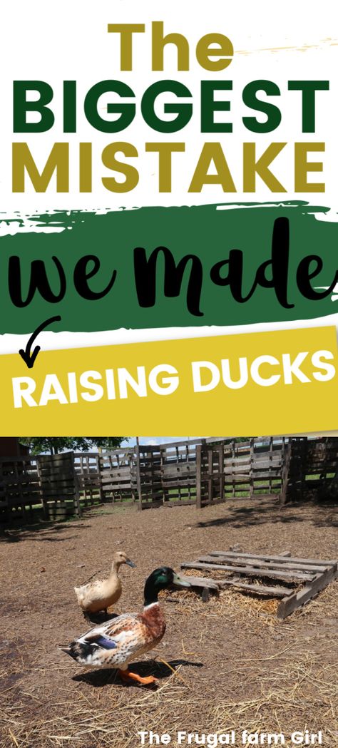 Butchering Ducks At Home, Raising Ducks With Chickens, Best Ducks For Homestead, Best Ducks For Pets, Portable Duck Coop, Pekin Ducks Raising, Duck Housing Ideas, Ducks And Rabbits Together, Duck Hacks Diy