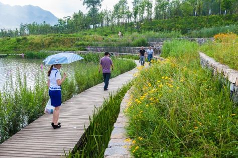 Courtesy of Turenscape Wetland Park, Floating Garden, Urban Landscape Design, Riverside Park, Park Landscape, Landscape And Urbanism, River Park, Landscape Architecture Design, Landscape Plans