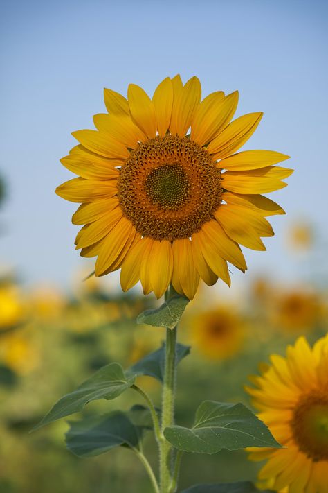 Yellow sunflower in close up photography photo – Free Brown Image on Unsplash Beach Phone Wallpaper, Sunflower Images, Sunflower Pictures, Wallpaper Flower, Sunflower Garden, Flowery Wallpaper, Sunflower Wallpaper, Close Up Photography, Sunflower Art