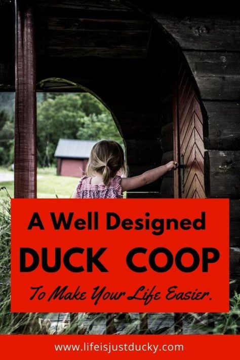 What does your well designed duck coop need? What makes a duck coop a duck home. Learn what you need to include for your duck's health and safety. Duck House Diy, Duck Enclosure, Duck House Plans, Backyard Homesteading, Duck Home, Duck Pens, Backyard Ducks, Duck Coop, Duck Farming