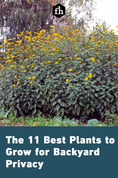 Backyard Privacy Ideas From Neighbors Plants, Fast Growing Tall Plants For Privacy, Shade Privacy Plants, Plants For Privacy Fast Growing, Tall Privacy Plants, Landscaping For Privacy Backyard, Tall Plants Outdoor, Plants For Privacy Fence, Landscaping Privacy Ideas