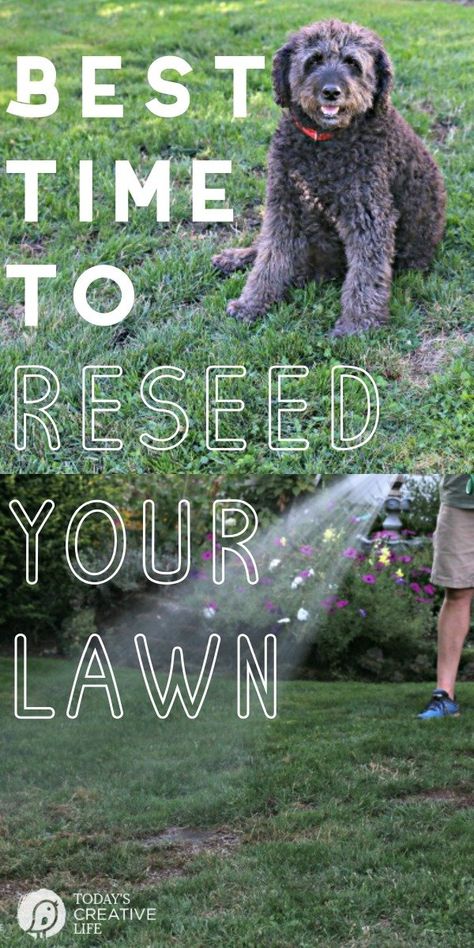 Reseeding Lawn, Overseeding Lawn, Planting Grass Seed, Best Grass Seed, Fall Lawn Care, Lawn Repair, Fall Lawn, Spring Lawn Care, Planting Grass