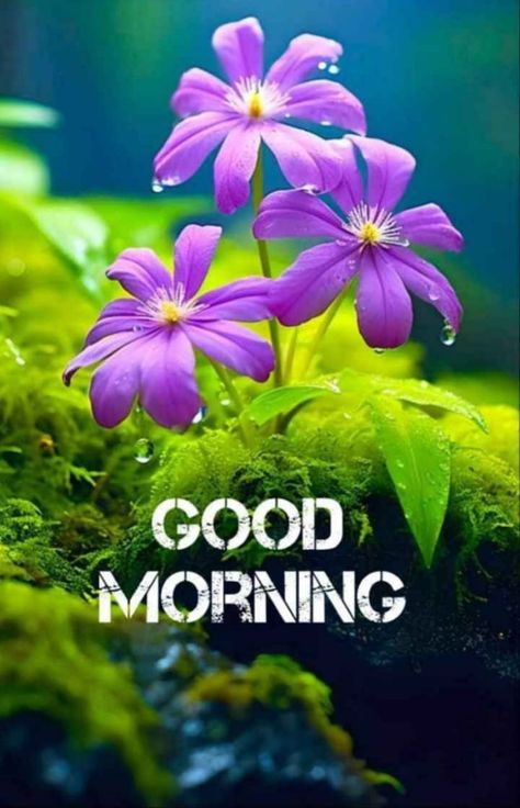 Nature, Beautiful Good Morning Images Flower, Happy Morning Images, Backlight Photography, Good Morning Nature Images, Good Morning Monday Images, Good Morning Posters, Happy Good Morning Images, New Good Morning