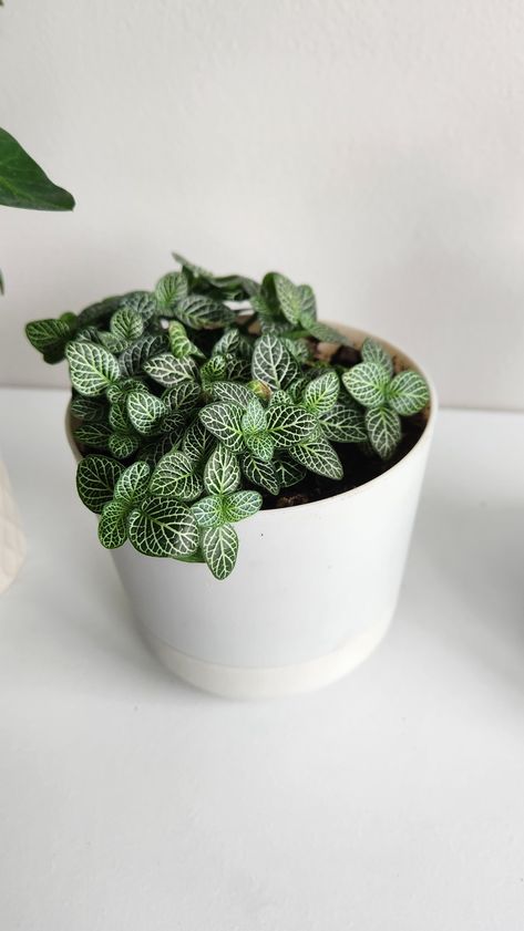 A overview of the Nerve Plant, a wonderful houseplant! Radiator Plant, Houseplant Collection, Nerve Plant, Peperomia Plant, The Nerve, The White Stripes, Nerve, House Plants, The White