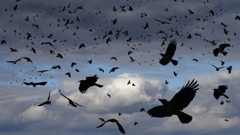 Are Crows Scary Or Just Scarily Smart? : NPR American Crow, Wildlife Biologist, Early Humans, Waves Logo, Jackdaw, Short Waves, The Crow, Grey Skies, University Of Washington