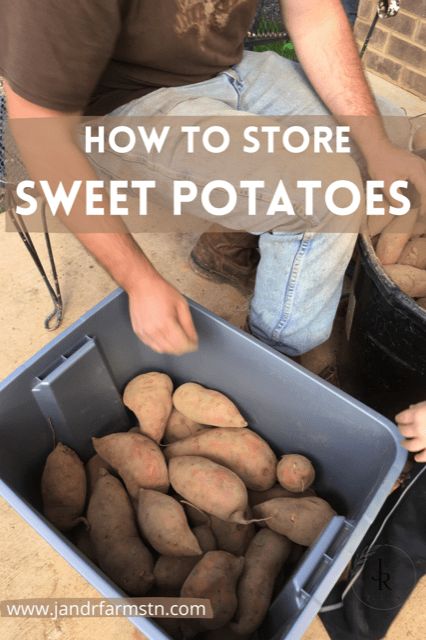 How To Put Up Sweet Potatoes, Freezing Sweet Potatoes How To, Root Vegetable Storage Ideas, Storing Sweet Potatoes For Winter, Freeze Sweet Potatoes How To, How To Store Sweet Potatoes Long Term, Sweet Potato Storage, Freezing Sweet Potatoes Raw, Preserve Sweet Potatoes