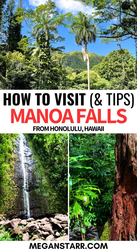 Discover how to experience the beauty of Manoa Falls on one of the best waterfall hikes on Oahu! My guide provides tips on what to expect, how to get there, and what to bring for a memorable adventure. Perfect for those seeking top things to do in Honolulu while exploring lush landscapes and cascading waterfalls. #ManoaFalls Manoa Falls, Manoa Falls Oahu, Oahu Waterfalls, Visiting Honolulu, Oahu Things To Do, Honolulu Waikiki, Oahu Travel, Paradise Cove, Hiking Guide