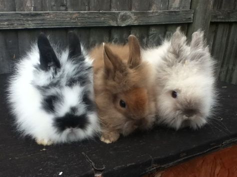 Pinterest: Nuggwifee☽ ☼☾ Bunny Lionhead, Lion Head Bunny, Lionhead Bunny, Lionhead Rabbit, Pet Bunny, Bunny Pictures, Bunny Lovers, Bunny Rabbits