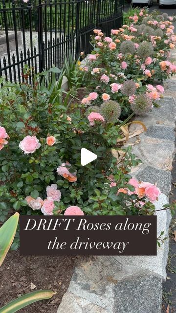 Panat on Instagram: "If you’re new to roses, it’s a good idea to start with varieties that are beginner-friendly before trying more challenging ones. One such rose that I highly recommend is the “Peach Drift” rose from the “Drift” family. These roses are exceptionally easy to grow and maintain. They boast excellent health and are resistant to black spots, making them a reliable choice for beginners. Additionally, their compact size, reaching only about 1.5’ tall, makes them perfect for the front of your garden. Give them a try, and you won’t be disappointed!   #rose #roseofinstagram #roses #roses🌹 #grownotflown #cutflowergarden #cutflowergarden #cutflowers #cutflowersfrommygarden #homegrown #homegrownflowers #astilbe #oryala #flowers #flowersofinstagram #flowerstagram #flowerarrangement # Knock Out Roses Landscape Ideas, Roses In Front Of House, Drift Roses Landscape Ideas, Rose Bushes Landscape, Peach Drift Roses, Rose Landscaping, Rose Garden Ideas, Iceberg Roses, Excellent Health