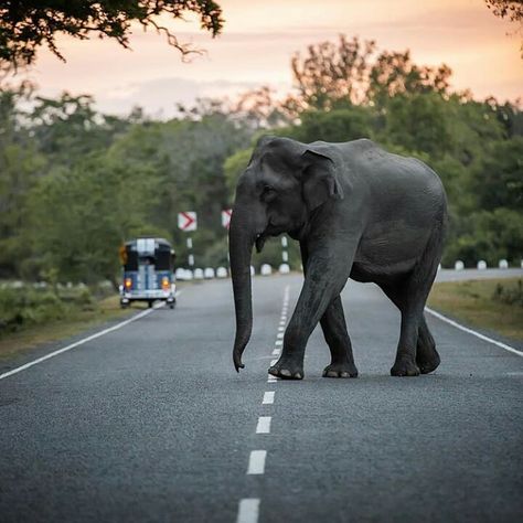 #travelgoals #travelblogger #touroperator #traveladdict #tourist #travelphotography #tourism #traveller #travelrightsrilanka #travelling #traveltips #travel2018 #backpacking #srilanka #visitlanka #culture #lifestyle #lotusflower #kandy #colombo #srilanka #train #tea #colombo @travel_right_srilanka #beachlife #lephord #safari #wildlifephotography #wildlife #yala #wilpattunationalpark Wild Elephant, Backpacking Asia, Sri Lanka Travel, Explore Nature, Backpacking Travel, Tour Operator, Ancient Cities, Australia Travel, Plan Your Trip