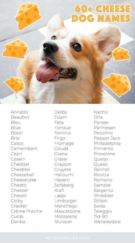 60+ CUTE CHEESE NAMES FOR DOGS - Hey, Djangles. Cheese inspired dog names, cheese related pet names, new dog, dog name ideas, food related dog names, incl. Cheddar, Gouda, Halloumi and more… Funny Names For Dogs, Unique Puppy Names, Names For Pets, Dogs Names List, Cheese Names, Names For Girlfriend, Cute Animal Names, Popular Dog Names, Dog Name Ideas