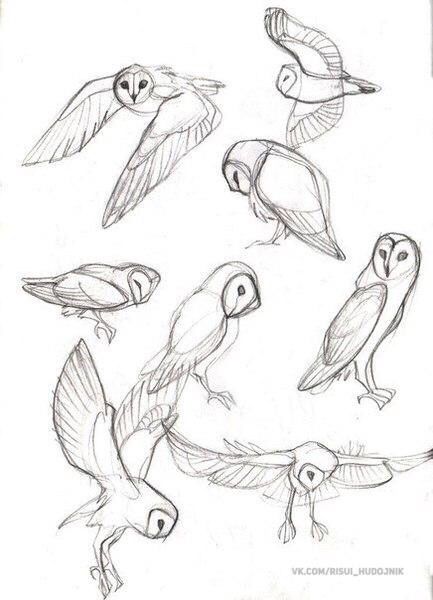 Owl reference Animal Sketch, Animal Drawings Sketches, Drawing Eyes, Drawing Faces, Animal Sketches, Arte Animal, Bird Drawings, Sketch Drawing, Drawing Tutorials