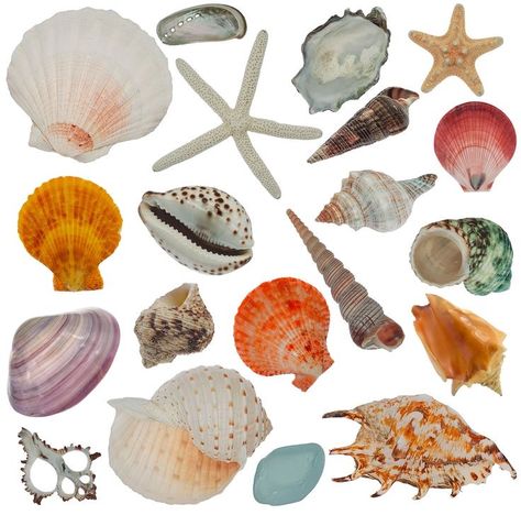 Shells Aesthetics, Types Of Sea Shells, Beach Theme Party, Collage Creator, Make Bunting, Fish Tank Decor, Shell Wreath, Shell Fish, Shell Mirror